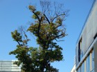 arboristika-01 | Arboristika a kácení stromů
