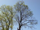 osetreni-stromu-prorezem | Arboristika a kácení stromů