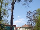 uklid-dreva-pri-prorezu | Arboristika a kácení stromů