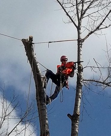 Arboristika a rizikové kácení stromů